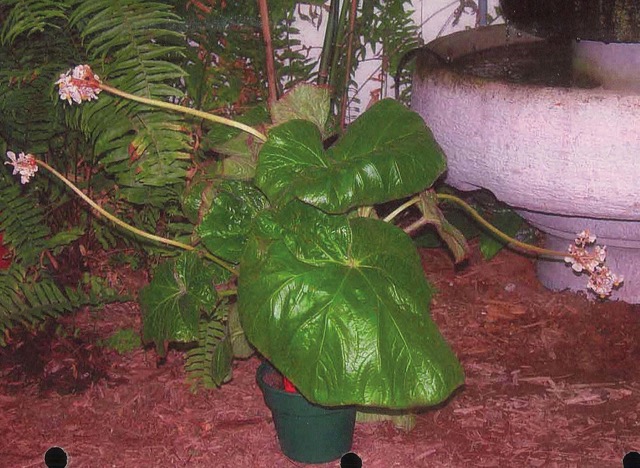 B. ‘(acida x venosa)’